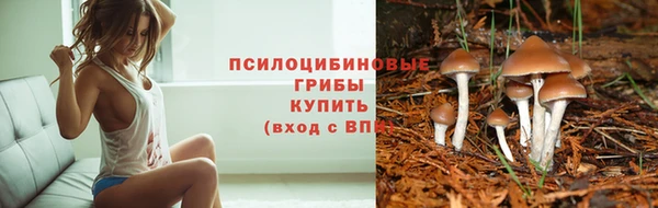 apvp Алзамай